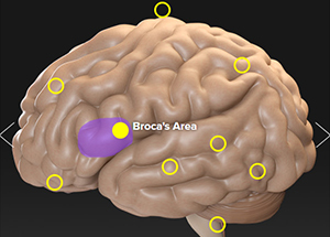 Interactive Brain Illustration